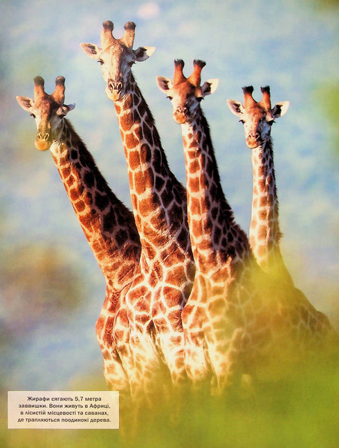 The Big Book of Animals - 9786171704794