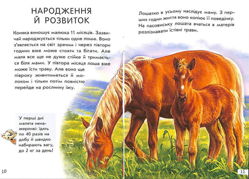 Mini-encyklopedie. Wszystko o koniach (nakład wyczerpany)