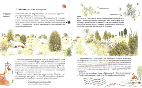 Експедиція з мурахою Софі. Досліджуємо природу навколо нас