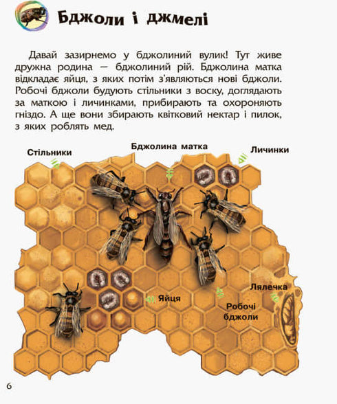 Encyklopedia przedszkolaka. owady